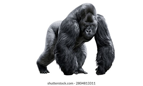 Large silverback gorilla standing in a powerful and alert posture