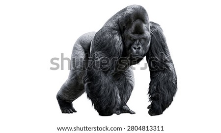 Large silverback gorilla standing in a powerful and alert posture