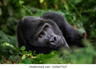 Un gran gorila montañoso platero, el gorila beringei beringei, yace en el subcrecimiento del bosque impenetrable de Bwindi, Uganda. Patrimonio de la Humanidad. 