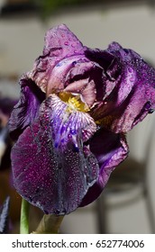 Large single iris flower dark purple