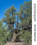 A large Single leaf Pinyon pine tree (Pinus monophylla) that is one of the most common dominant species in the Great Basin Desert