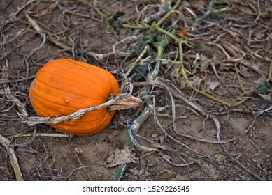 Large single pumpkin in a pumpkin patch at the farm waiting to be picked