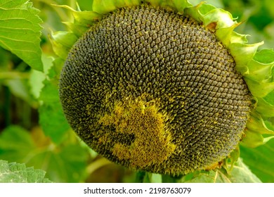 A Large Single Sunflower Seed Head Closeup Finished Blooming With Sunflower Field And Trees In The Background In Autumn