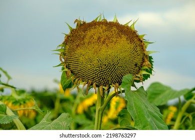 A Large Single Sunflower Seed Head Closeup Finished Blooming With Sunflower Field And Trees In The Background In Autumn.