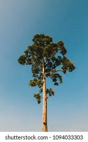 Large single tree.