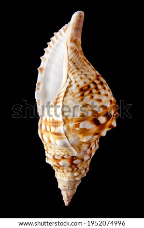 Large size marine conch in beige tones. on black background
