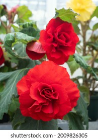 Large Size Red Begonia Flowers