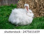 Large sized Angora White rabbit sitting on green grass on a sunny day before Easter, look away, profile