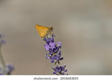 Large Skipper butterfly (Ochlodes sylvanus) perched on lavender plant in Zurich, Switzerland