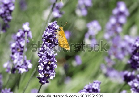 Large Skipper butterfly (Ochlodes sylvanus) perched on lavender plant in Zurich, Switzerland