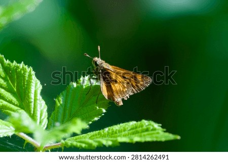 Large Skipper butterfly  (Ochlodes sylvanus) resting in sunshine on a leaf.