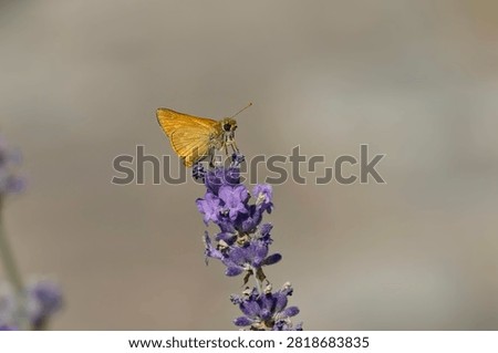 Large Skipper butterfly (Ochlodes sylvanus) perched on lavender plant in Zurich, Switzerland