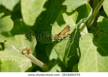 Large Skipper butterfly (Ochlodes sylvanus) perched on green leaf in Zurich, Switzerland