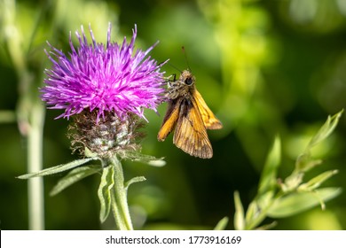 Large Skipper Butterfly (Ochlodes venatus) feeding on a flower in the summer sunshine