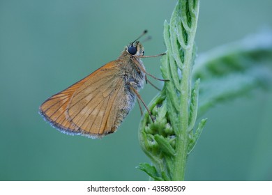 Large Skipper (Ochlodes sylvanus)