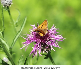 Large skipper (Ochlodes sylvanus) butterfly