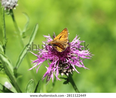 Large skipper (Ochlodes sylvanus) butterfly