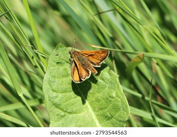 Large skipper (Ochlodes sylvanus) on a plant