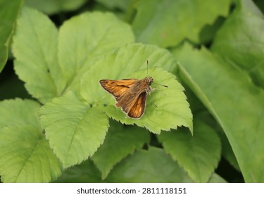 Large skipper (Ochlodes sylvanus) on a plant