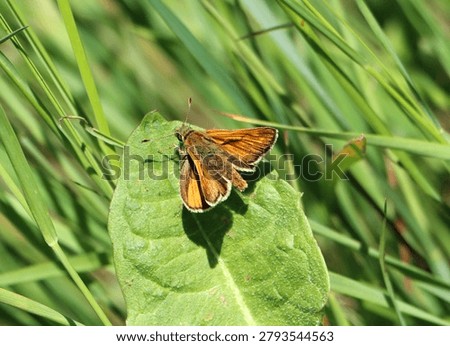 Large skipper (Ochlodes sylvanus) on a plant
