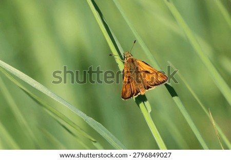 Large skipper (Ochlodes sylvanus) on a plant