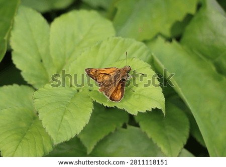Large skipper (Ochlodes sylvanus) on a plant