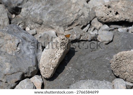 Large skipper (Ochlodes sylvanus) searching for water on a stony beach