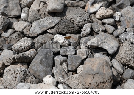 Large skipper (Ochlodes sylvanus) searching for water on a stony beach