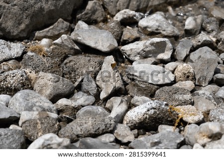 Large skipper (Ochlodes sylvanus) searching for water on a stony beach