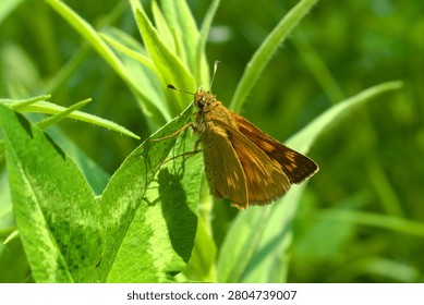 A large skipper (Ochlodes sylvanus) sitting on the grass