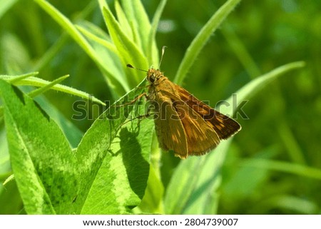 A large skipper (Ochlodes sylvanus) sitting on the grass