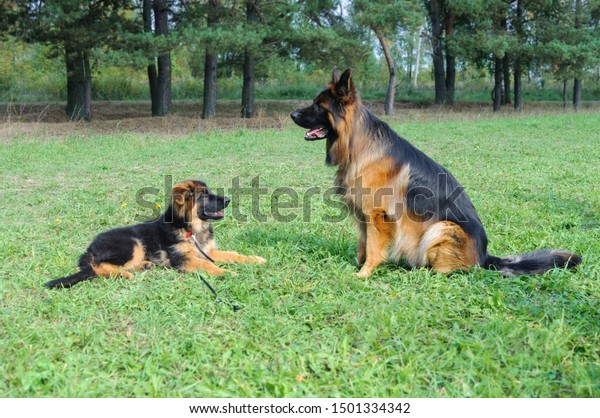 German Language Small Talk German Memo Livejournal