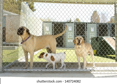 Large and small dogs in a pet boarding facility.
