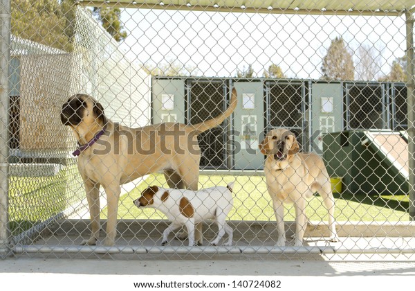 Large and\
small dogs in a pet boarding\
facility.