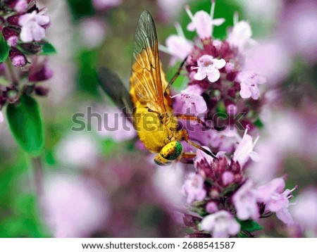 Large and small insects from the order Diptera (Diptera fauna) are a decoration of the summer meadow.