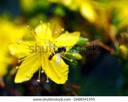 Large and small insects from the order Diptera (Diptera fauna) are a decoration of the summer meadow.