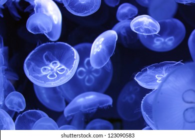 large and small medusae in the blue water