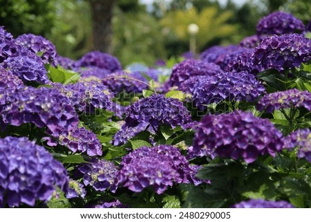 Large and small purple hydrangea fields, among which the hydrangea in the middle has long green leaves that seem to be sending telepathy, reaching towards the sky.