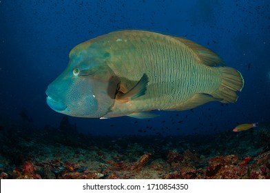 Large And Small Sizes In The Labridae Family: A Humphead Wrasse
(Cheilinus Undulatus) And A Moon Wrasse (Thalassoma Lunare)