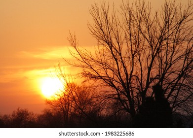 Large And Small Tree Silhouette In Hazy Sunset Skies