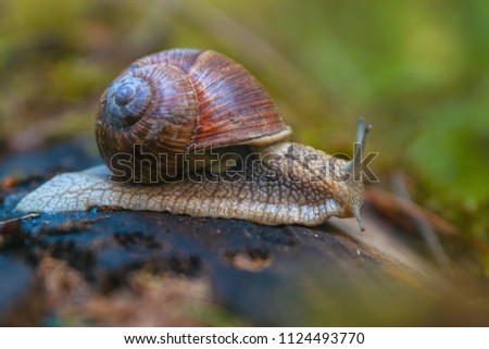 Image, Stock Photo Screw II Snail Snail shell