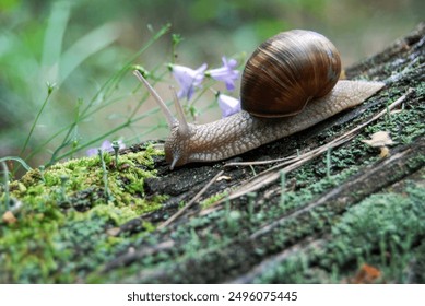 a large snail crawls down an old fallen tree trunk in the forest