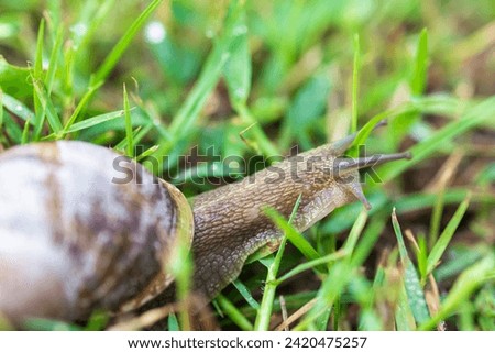 large snail. a snail crawls through green grass. snail close up, macro photography