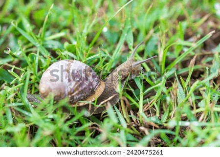 large snail. a snail crawls through green grass. snail close up, macro photography