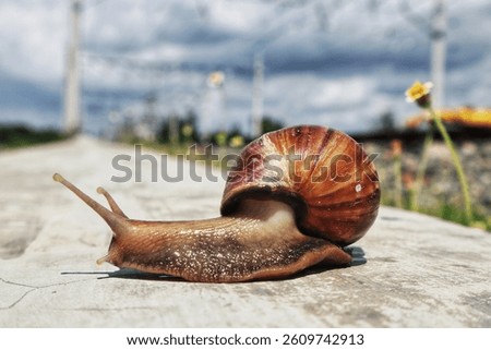 A large Snail on a rock surface in a blurred background.