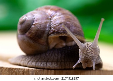 Large Snail On A Wooden Surface Close-up. The Use Of Snail Mucus In Cosmetology. Skin Care And Beauty Concept