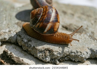 A Large Snail In A Shell Crawls On The Road, A Summer Day In The Garden. Photo Series 