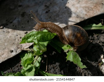 A Large Snail In A Shell Crawls On The Road, A Summer Day In The Garden. Photo Series 