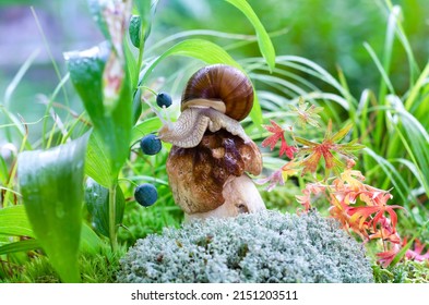 A large snail sits on a bitten mushroom on a defocused natural background with blue berries and colorful leaves. Selective Focus