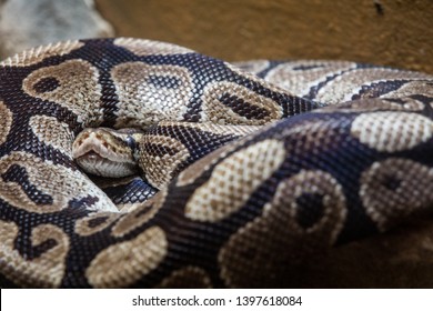 Large Snake Curled Up Into A Ball